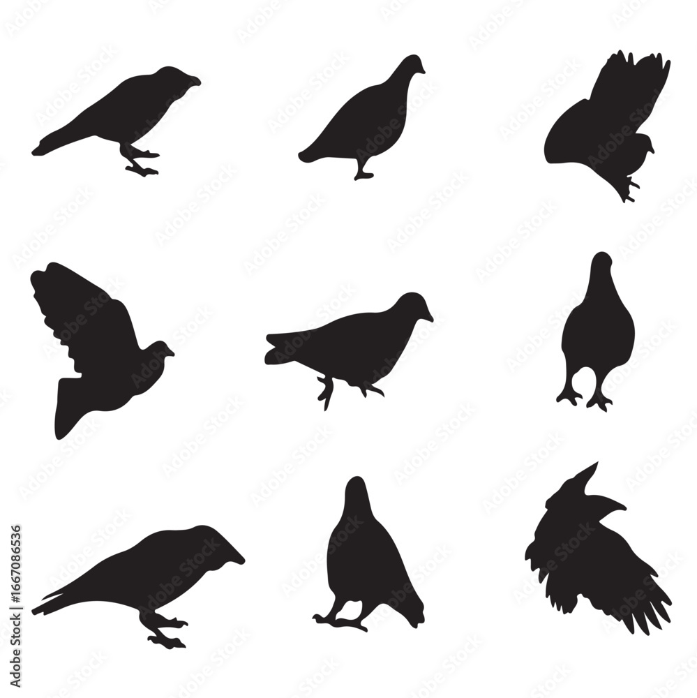 Obraz premium Black and white silhouette dove crow isolated