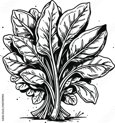 Traditional spinach illustration, black ink doodle style, leafy vegetable bunch, vector line art for healthy food and organic packaging 2