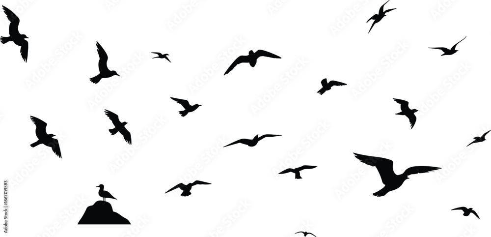 Naklejka premium Flock of flying seagulls, bird silhouettes in various poses, black vector illustration on white background, nature, freedom, wildlife, and coastal scene concept