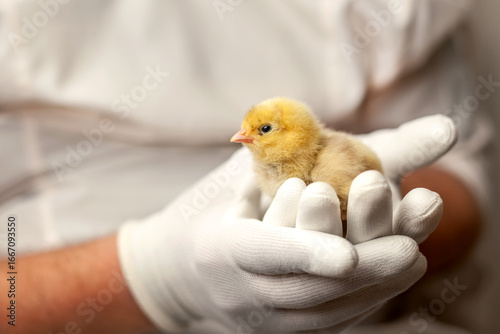 A chicken in the hands of an ornithologist. A man gently holds a yellow baby chicken in his arms. An ornithologist examines a bird at a poultry farm.