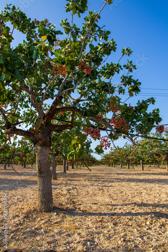 Pistachio Nuts  on Tree ready for harvest on Filed