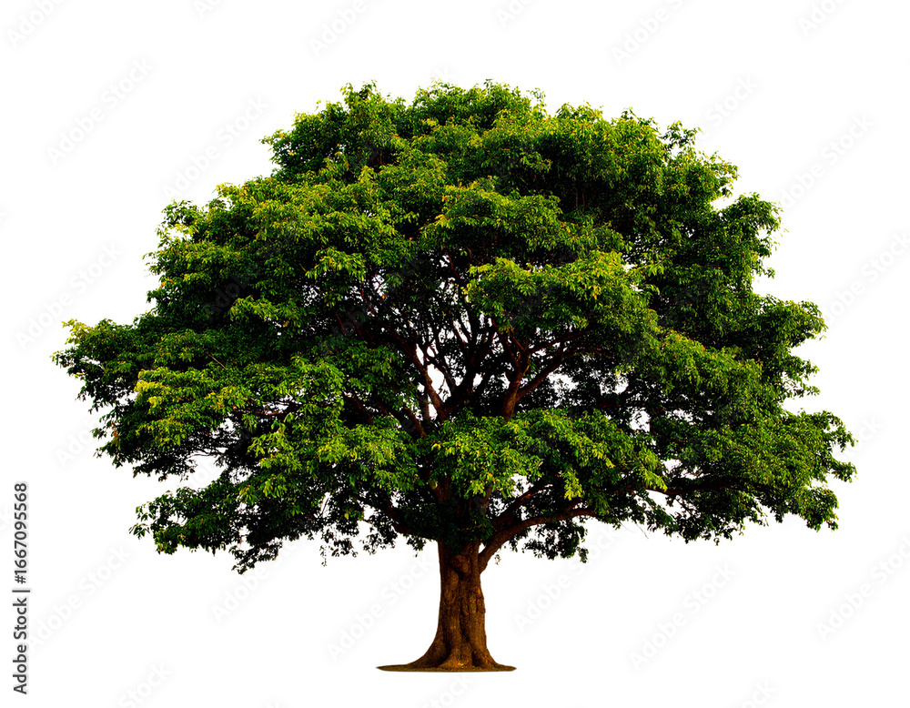 Obraz premium Nature Element Big Green Tree, Cut-Out PNG for Design Projects.