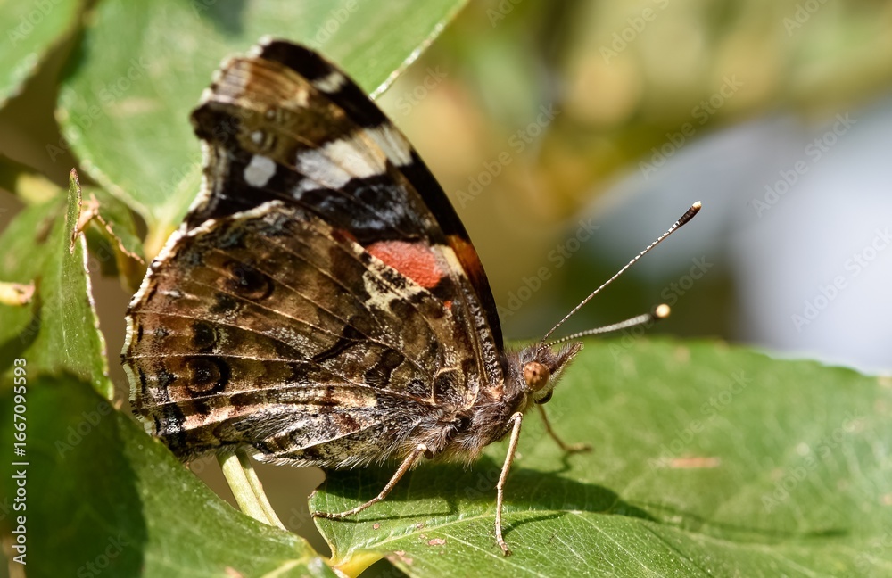 Fototapeta premium wildlife images. photos of various butterflies.