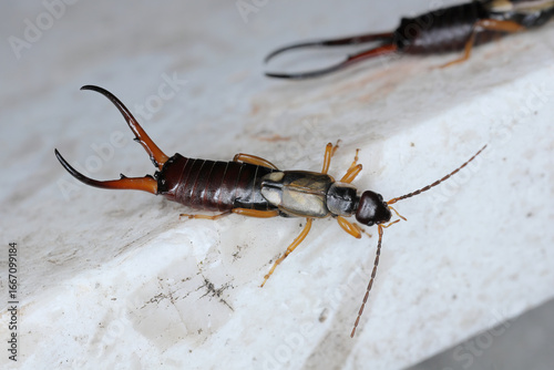 Common earwig, European earwig (Forficula auricularia).