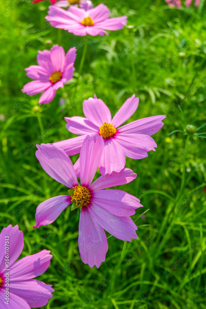 Fototapeta premium Beautiful pink cosmos flowers blooming in garden,spring season.