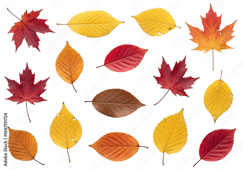 Obraz premium Vibrant autumn leaves in a variety of warm hues against a striking black background, showcasing intricate details of leaf structure and fall colors.