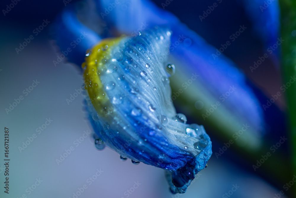 Fototapeta premium blue flower with water drops close up macro 