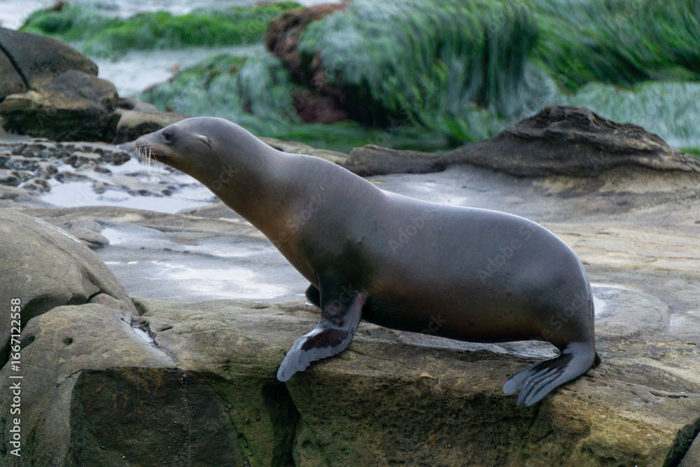 Fototapeta premium Sea Lion Moving Across Coastal Rocks