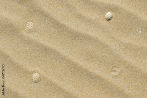 Textured sand dunes with ripples and scattered seashells