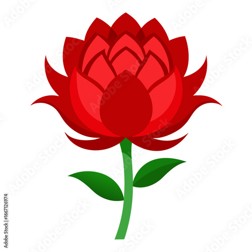 red rose isolated on white