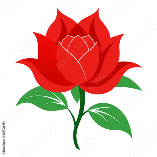 red rose vector illustration