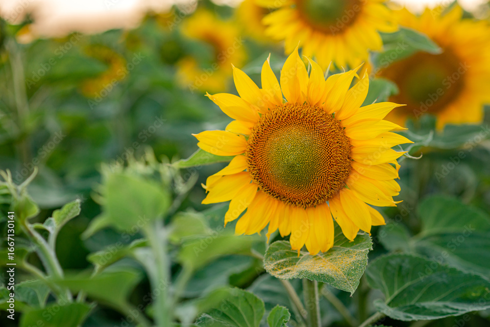 Naklejka premium sunflower in the field