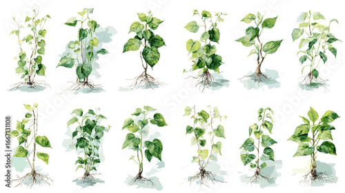 Watercolor illustration of bean plants with roots and leaves in multiple growth stages, ideal for agriculture, botany, gardening, and educational materials.