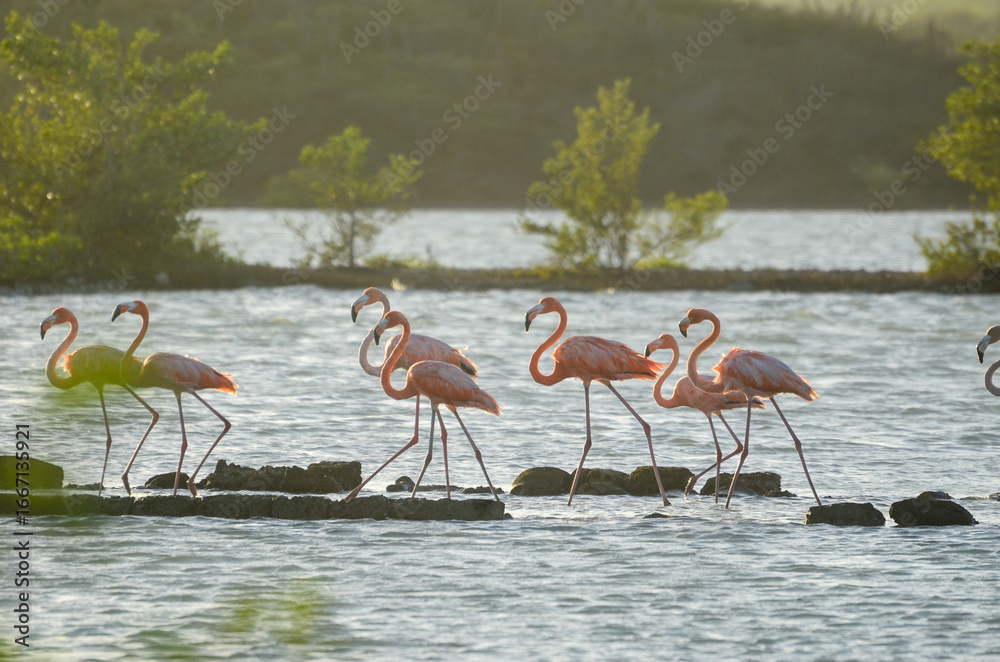 Obraz premium Vibrant flamingos walking gracefully in sunlit lake shallows