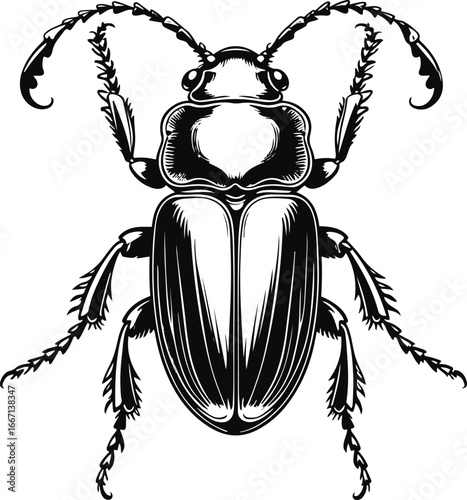 Beetle insect illustration, bold smooth line art, whole body with legs and shell details, black and white minimal vector 1