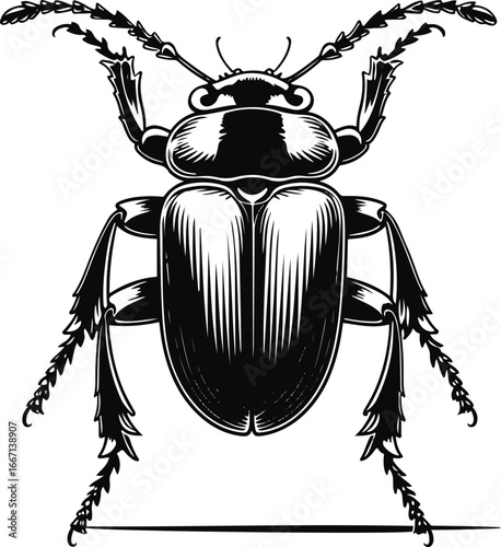Beetle insect illustration, bold smooth line art, whole body with legs and shell details, black and white minimal vector