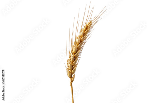 Close-up of a golden wheat ear against a dark background, showcasing its intricate details and rich color.