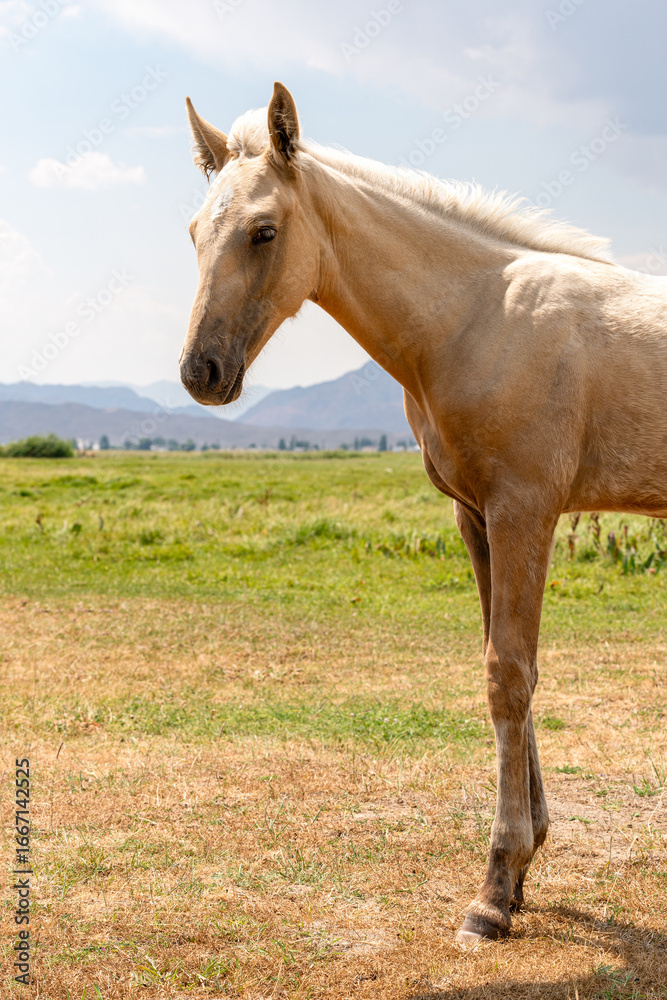 Vertical photo of the front of the body of a beautiful graceful Palomino-colored foal against the background of pastures and mountains on a sunny day. Vertical photo of the front of the body of a beautiful graceful Palomino-colored foal against the background of pastures and mountains on a sunny day.