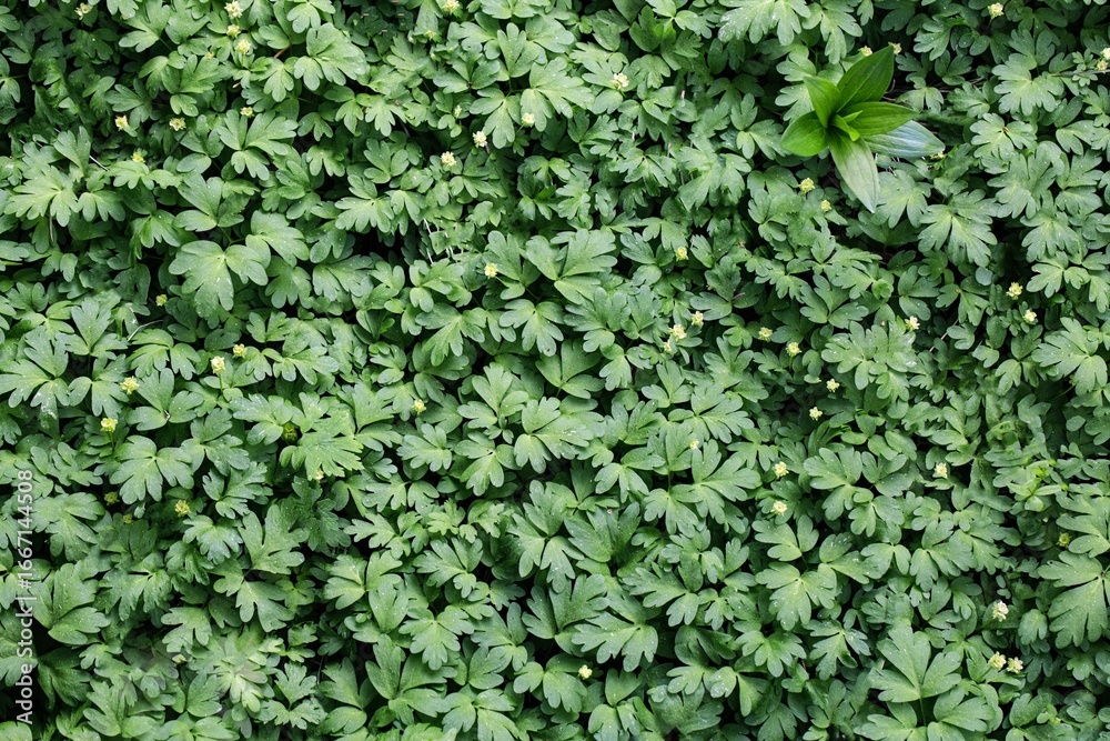 Obraz premium Green leaves background, leaf texture.