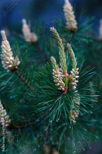 Background of green pine branches, texture of needles.