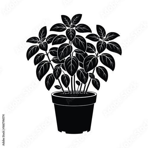 Black and white illustration of a potted basil plant
