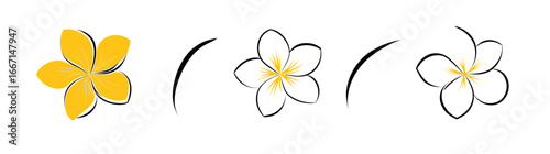 Frangipani or plumeria is an exotic flower of summer, shown in modern outline illustration as an engraved isolated figure against a white background