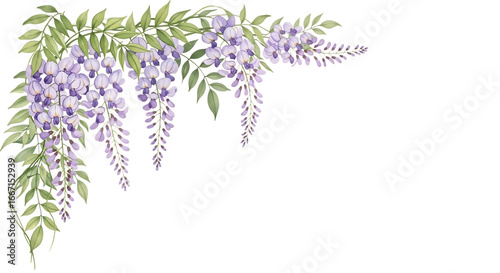 Purple wisteria flowers and leaves border isolated on white isolated on transparent background