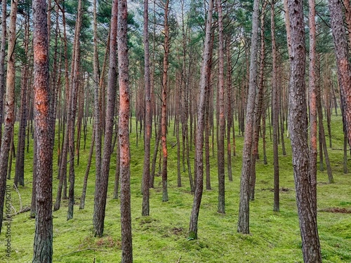Fototapeta Naklejka Na Ścianę i Meble -  Piękny las sosnowy 
