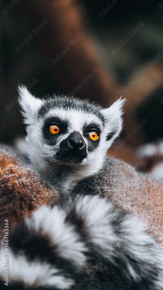Fototapeta premium Close-up of the face of a ring-tailed lemur with blazing eyes, bokeh background, character and curiosity of Madagascar.