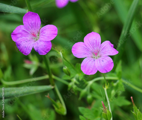 Marsh geranium (Geranium palustre) grows in nature