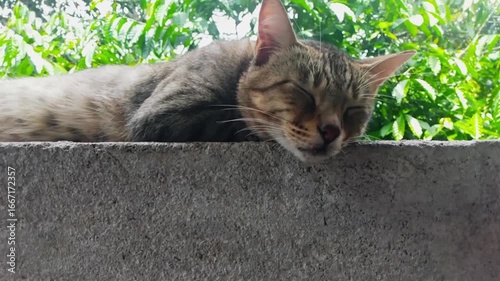Cat sleep and awake 