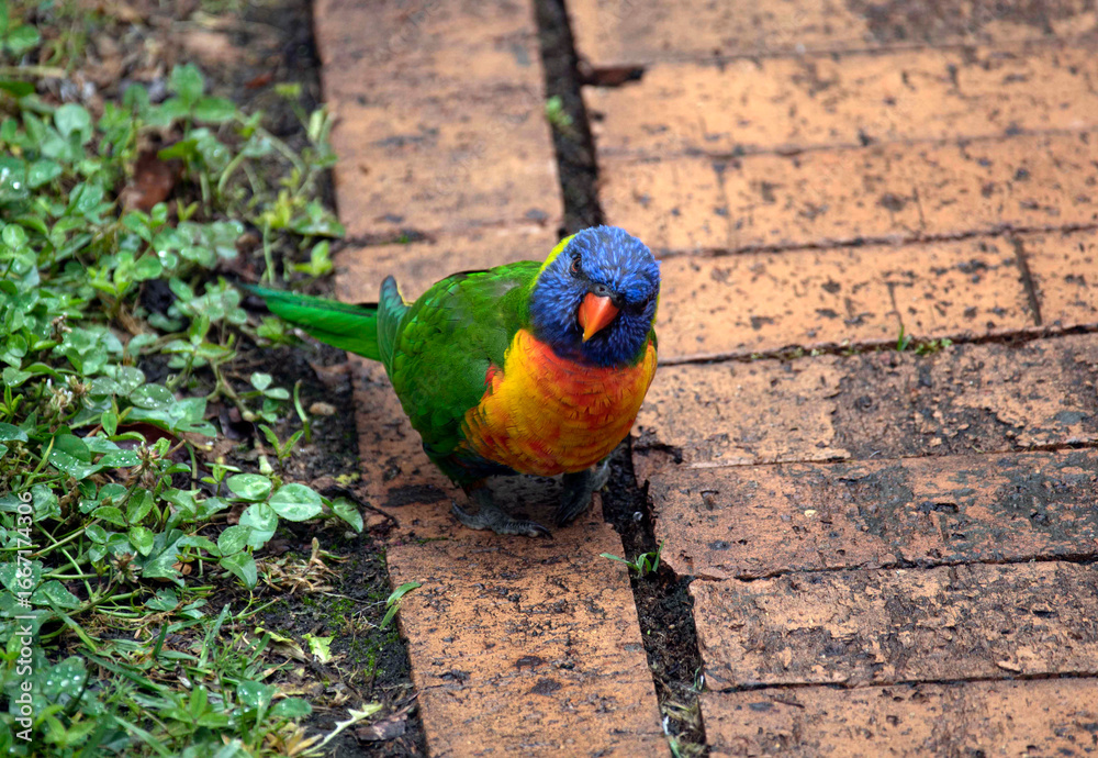 Obraz premium Rainbow Lorikeet (Trichoglossus moluccanus)