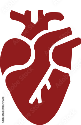 Anatomical Heart Icon,Human Heart,Cardiac Muscle Line and Silhouette Color Icon Set. Medical Cardiology Pictogram.Collection on White Background.Real human heart organ icon.medical icon