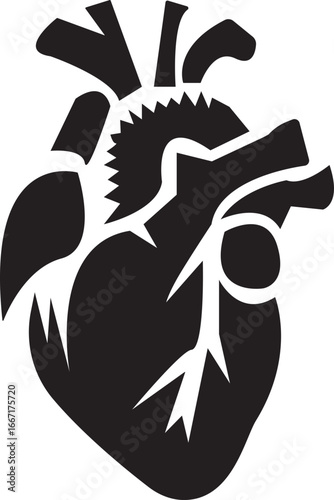 Anatomical Heart Icon,Human Heart,Cardiac Muscle Line and Silhouette Color Icon Set. Medical Cardiology Pictogram.Collection on White Background.Real human heart organ icon.medical icon