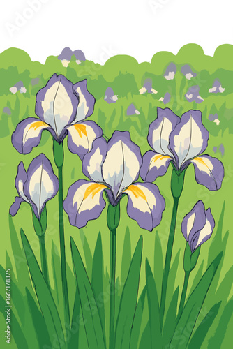 The lovely delicate lilac purple iris flower is a variety known as Siberian