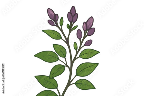 The edible fruits of Turpinia aromatica, also known as Rhus aromatica, possess a tart flavor