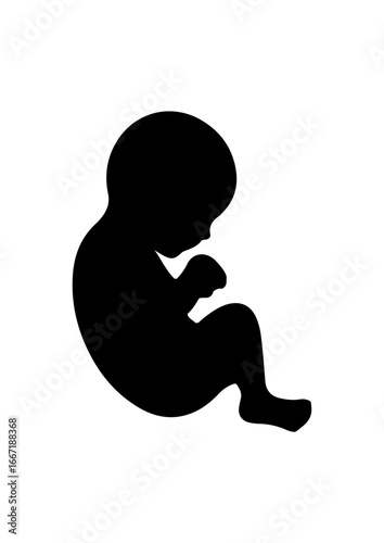 Silhouette of a Human Fetus