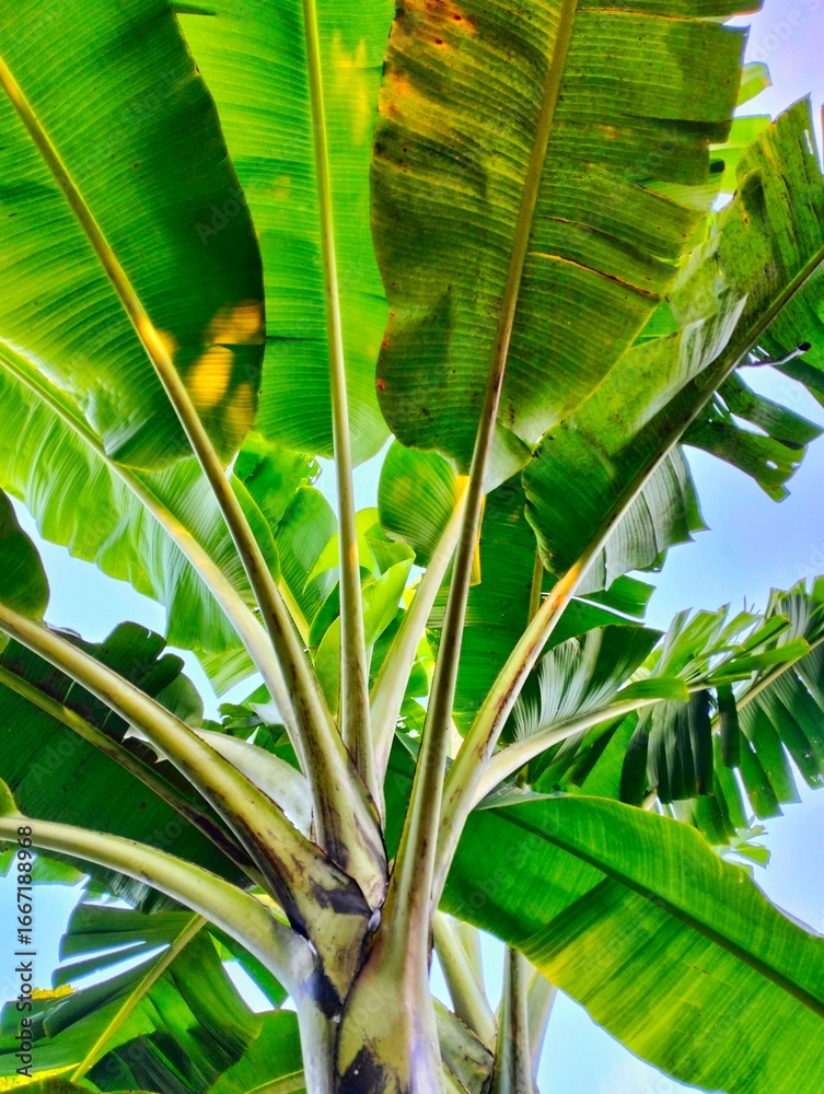 Obraz premium A portrait of a lush and majestic tropical banana tree, shot from a low angle