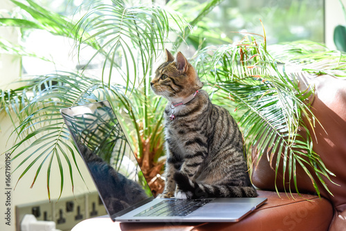 Cat with a laptop in a home working scene in a modern interior the kitten is looking at the screen