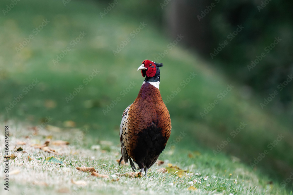 Fototapeta premium Common pheasant (Phasianus colchicus) in British Columbia, Canada. 