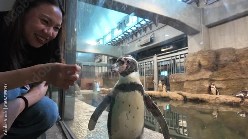 A joyful moment captured as a person interacts with a penguin at a zoo exhibit, showcasing the bond between humans and wildlife.