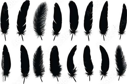 Feather silhouettes, bird plumage shapes, quill and barb detail, natural vector illustration, decorative design elements, black isolated graphic icons