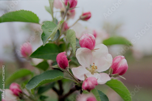 Apple blossoming