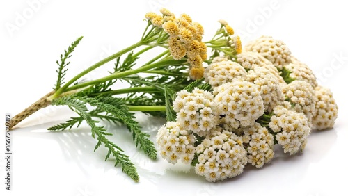 Elegant and Delicate Achillea Millefolium Flowers in Full Bloom on White Background