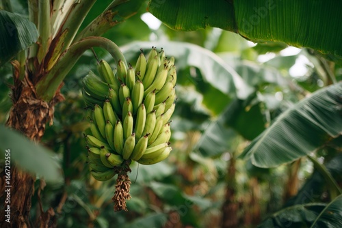 Wallpaper Mural Bunch of green bananas growing on banana tree in plantation Torontodigital.ca