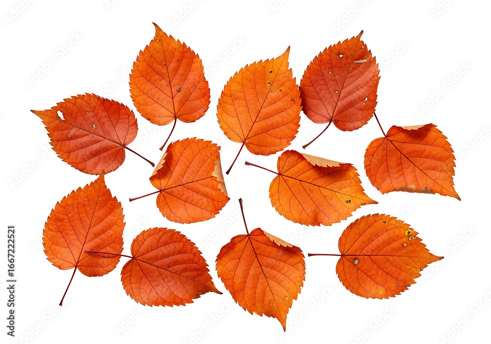 Obraz premium Vivid autumn leaves, various shapes and hues, arranged on a dark backdrop, showcasing the beauty of fall foliage.
