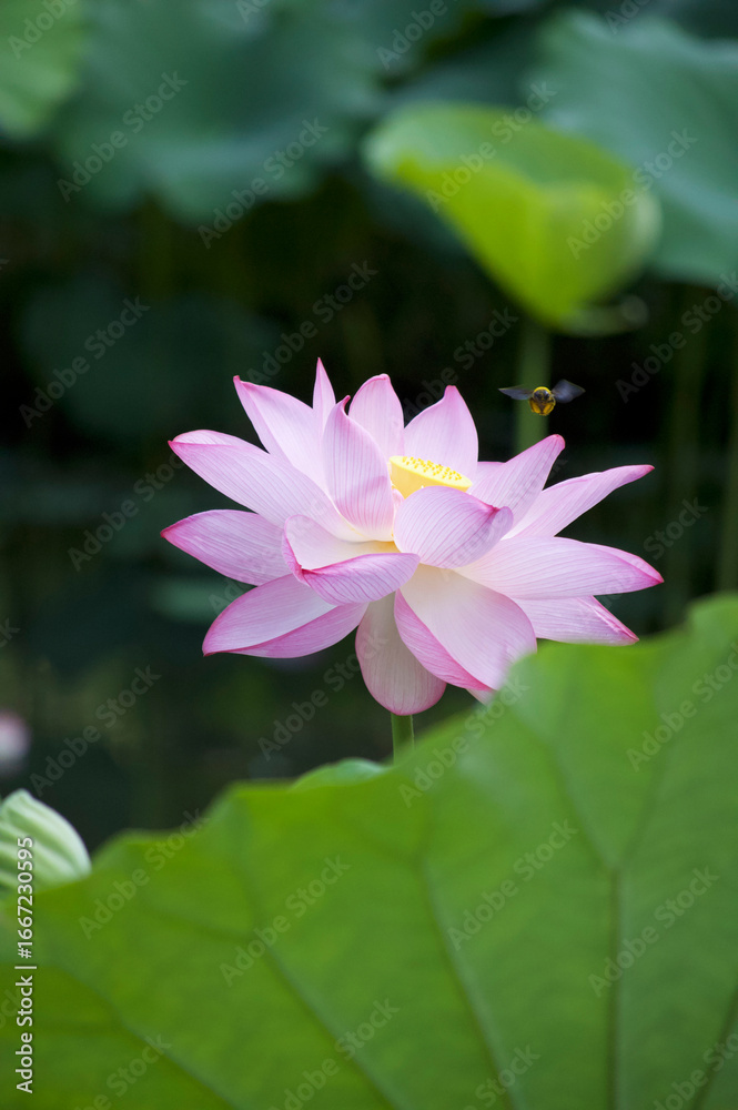 Obraz premium Ancient Origin Lotus