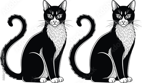 Two elegant black and white cats sitting side by side with watchful eyes
