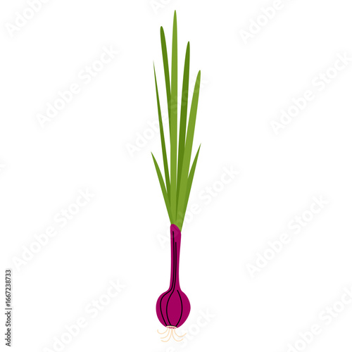 Vibrant Red Onion with Lush Green Stalks A Culinary Delight