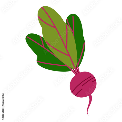 Vibrant Fresh Radish Vegetable with Bright Green Leaves Digital Illustration